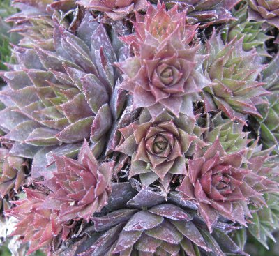 Sempervivum 'Purple Beauty'